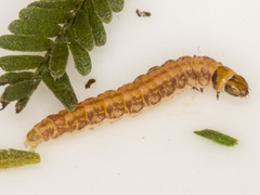 Macrobathra ceraunobola