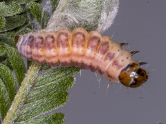Macrobathra ceraunobola