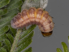 Macrobathra ceraunobola