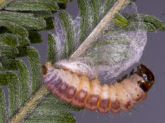 Macrobathra ceraunobola