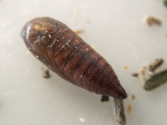 Macrobathra ceraunobola