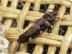 Macrobathra ceraunobola