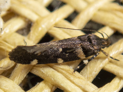 Macrobathra ceraunobola