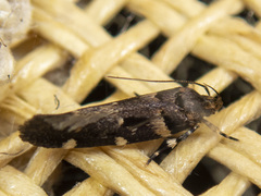 Macrobathra ceraunobola