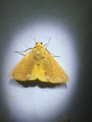 Ophiusa