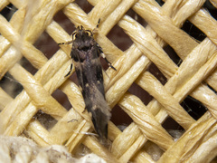 Macrobathra ceraunobola