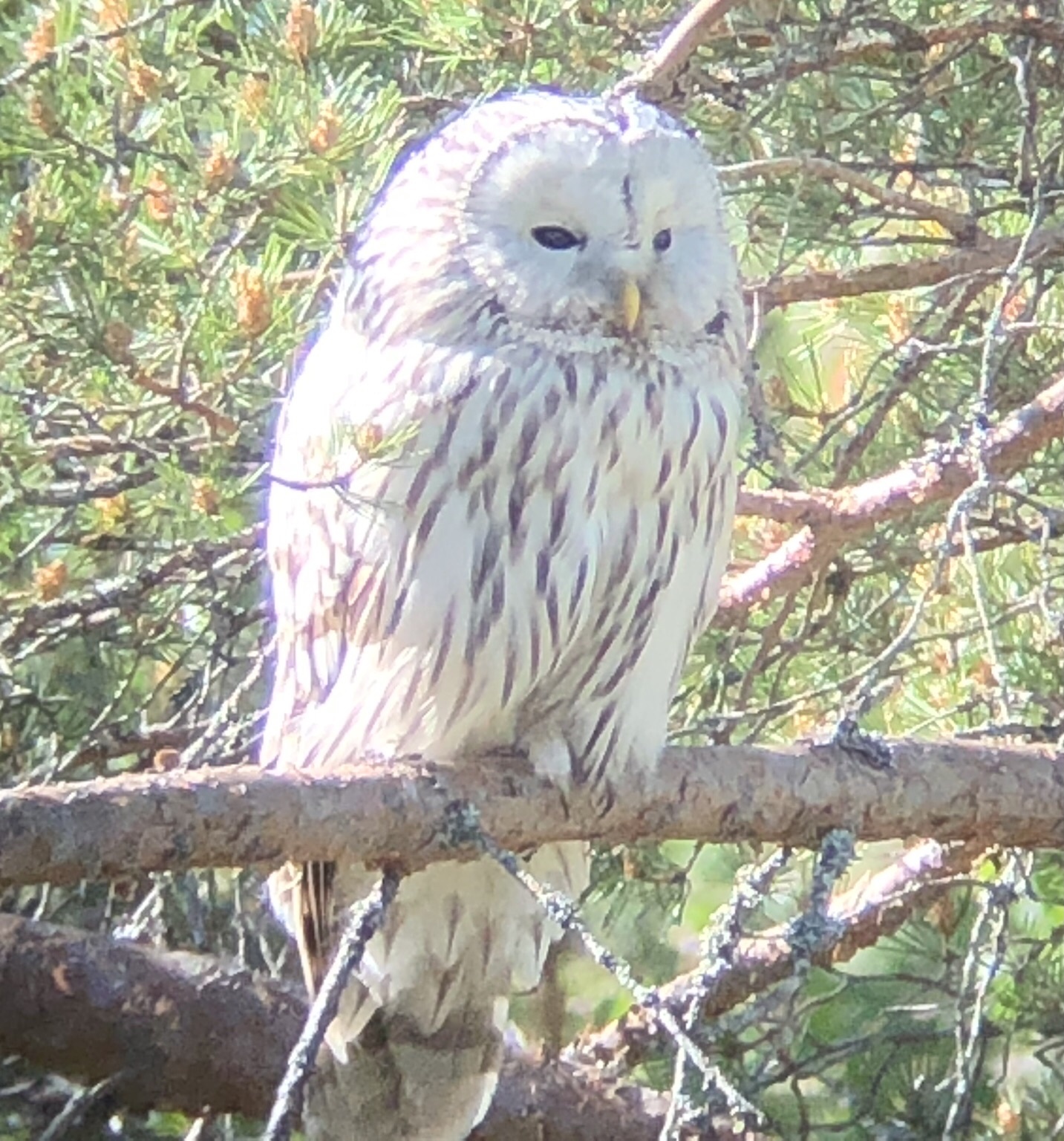 Ural Owl