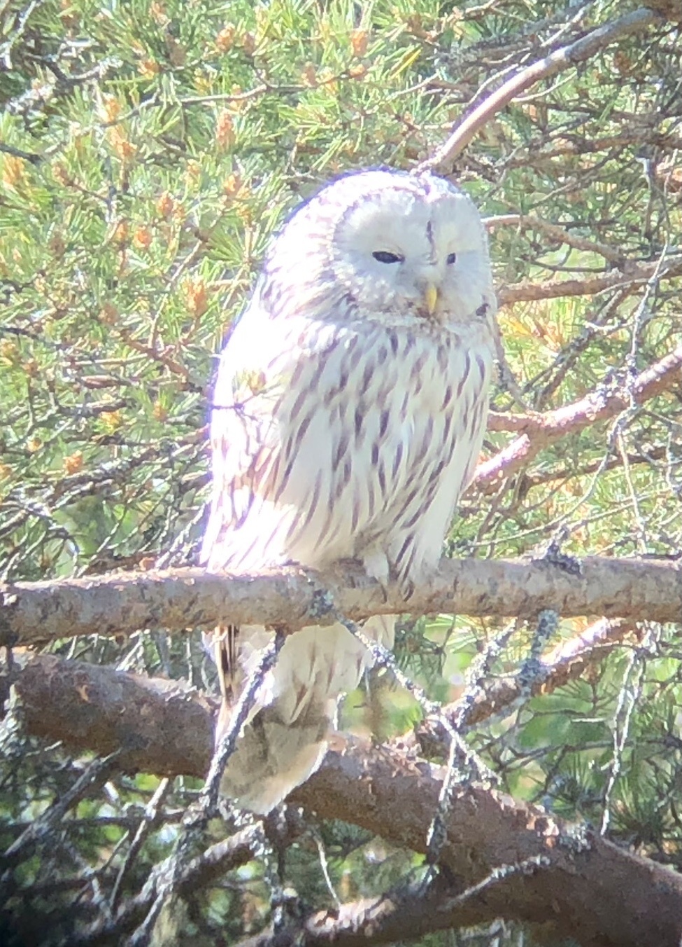 Ural Owl