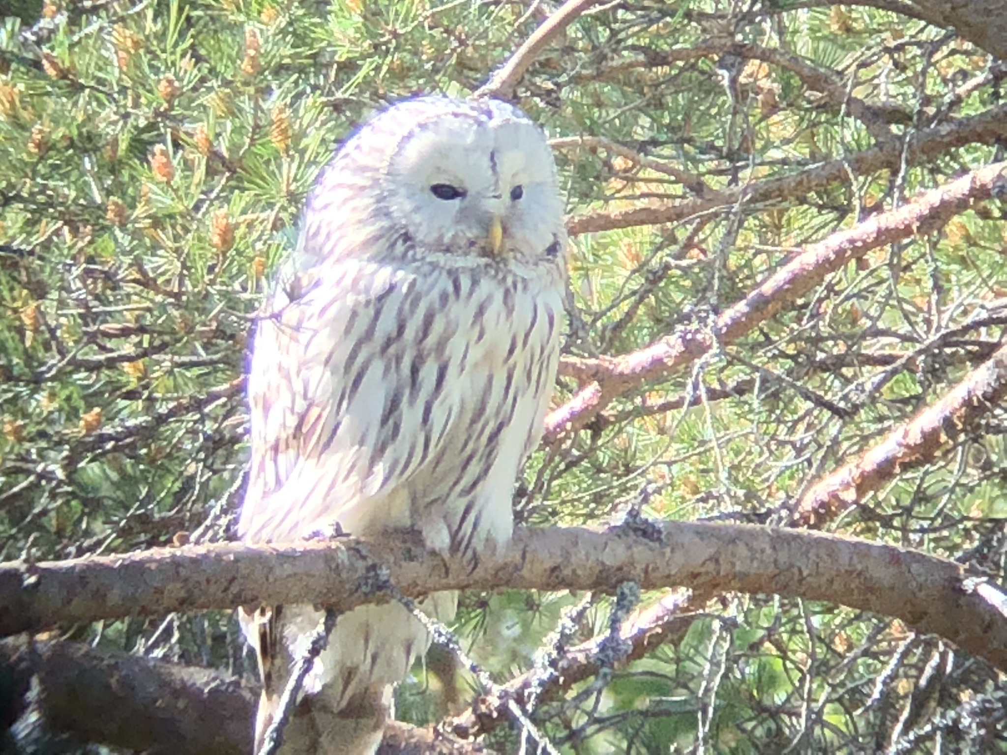 Ural Owl