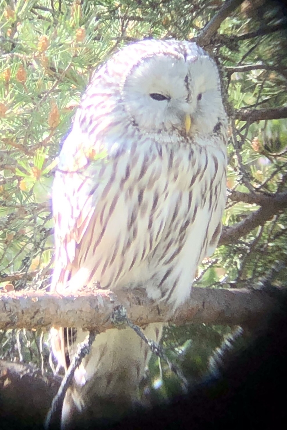 Ural Owl