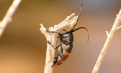 Pycnopsis brachyptera