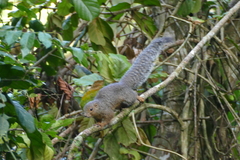 Heliosciurus undulatus