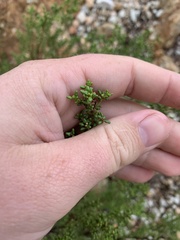 Philotheca difformis