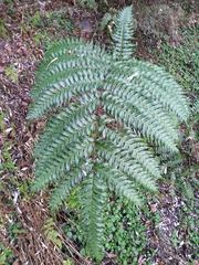 Pteris terminalis