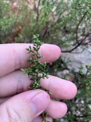 Philotheca difformis