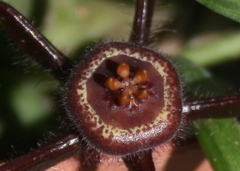 Duvalia caespitosa caespitosa