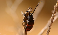 Pycnopsis brachyptera
