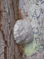 Reticularia lycoperdon