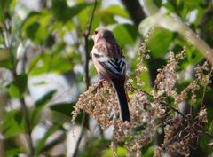 Carpodacus sibiricus