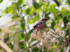 Carpodacus sibiricus