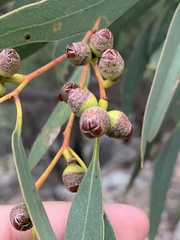 Eucalyptus morrisii
