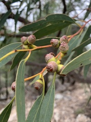 Eucalyptus morrisii