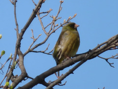 Chloris sinica
