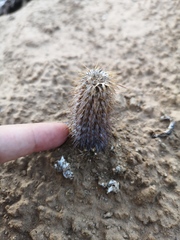 Acanthopsis disperma