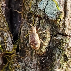 Pseudoedophrys hilleri
