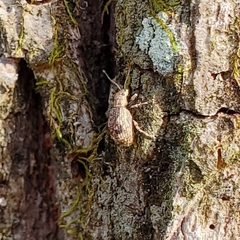 Pseudoedophrys hilleri