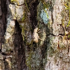 Pseudoedophrys hilleri
