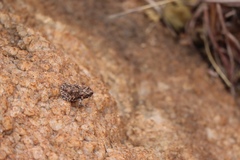 Poyntonophrynus fenoulheti