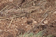 Poyntonophrynus fenoulheti