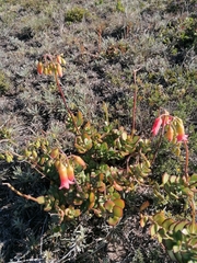Cotyledon adscendens
