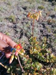 Cotyledon adscendens