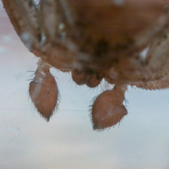 Xysticus