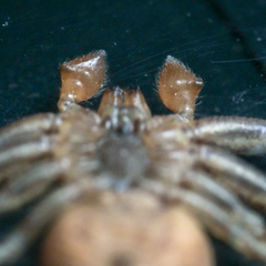 Xysticus