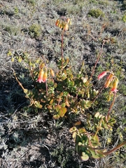 Cotyledon adscendens