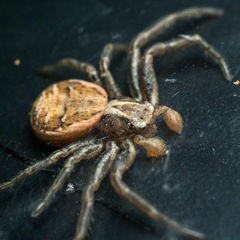 Xysticus