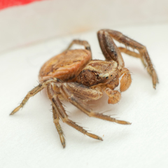 Xysticus
