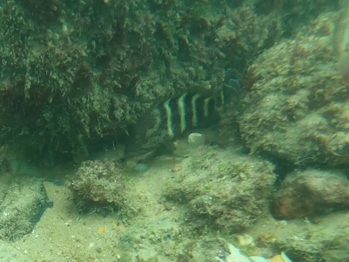 Photo of Niger hind (Cephalopholis nigri)