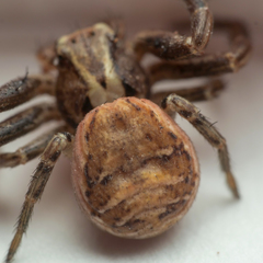 Xysticus