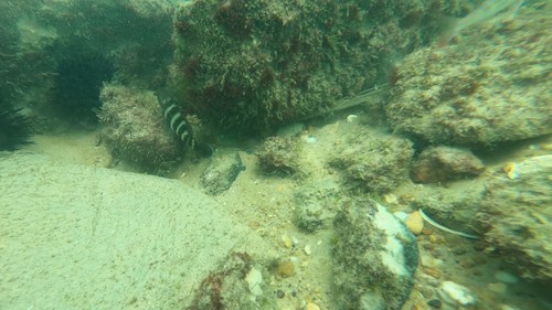 Photo of Niger hind (Cephalopholis nigri)