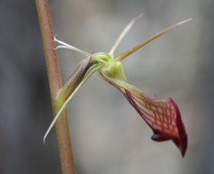 Cryptostylis ovata