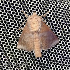 Griseothosea fasciata