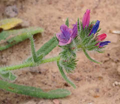 Echium rauwolfii
