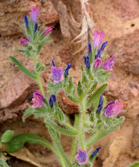Echium rauwolfii