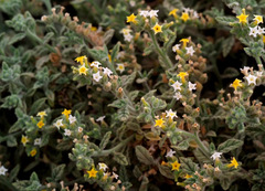 Heliotropium arbainense