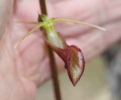 Cryptostylis ovata
