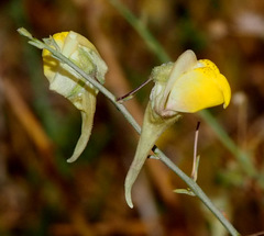 Nanorrhinum scoparium